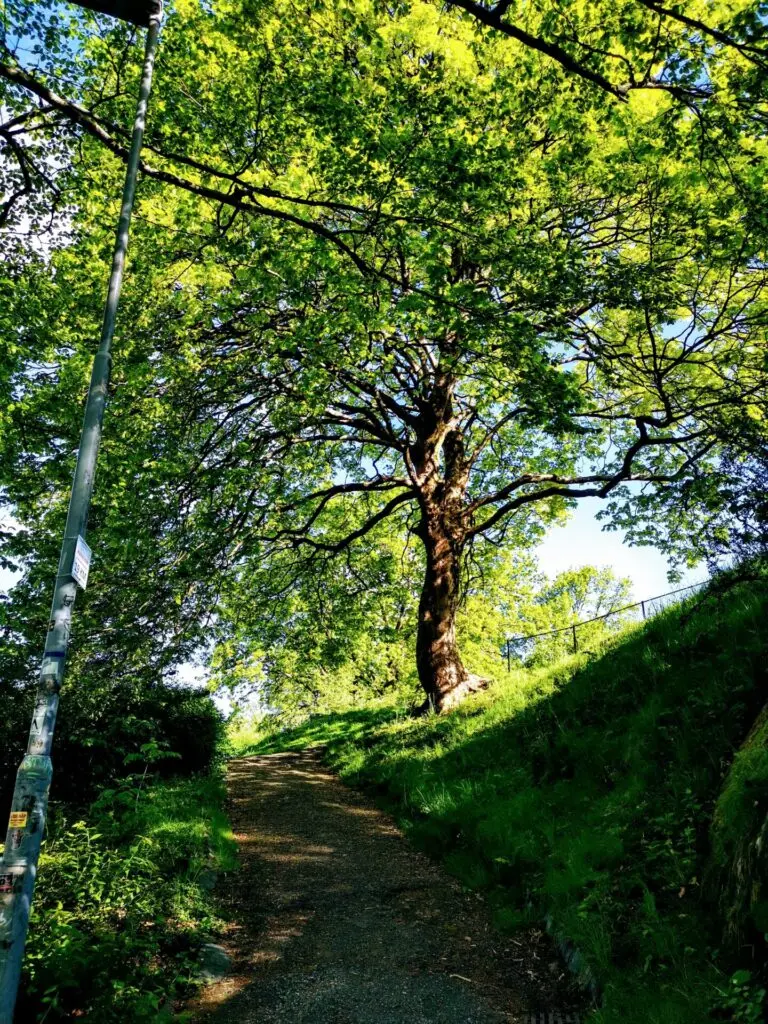 Wanderweg in einem Park in Bergen