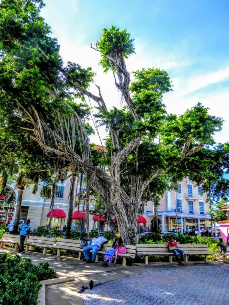 Karibik Bahamas Nassau Zentrum Palmen Platz 
