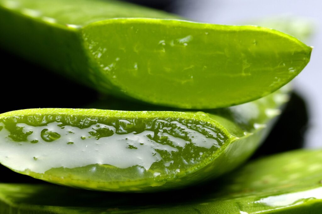 Aloe Vera Blatt auf Aruba