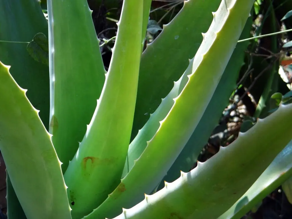 Aloe vera Pflanze auf Aruba