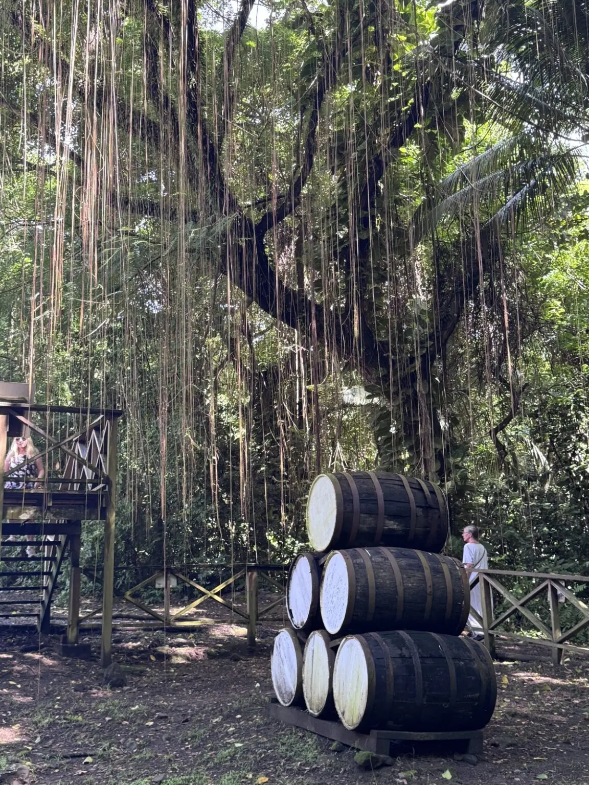 Tropischer Regenwald St. Kitts mit Rum-Fässern unter Banyan-Baum