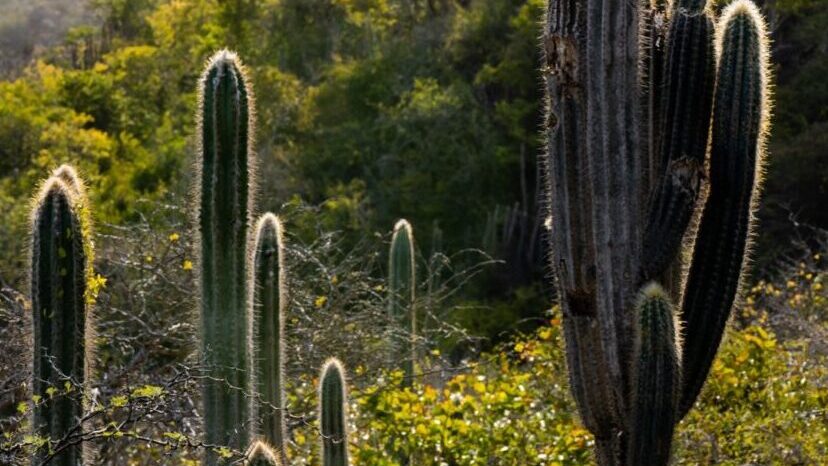 Landschaft mit Kakteen
