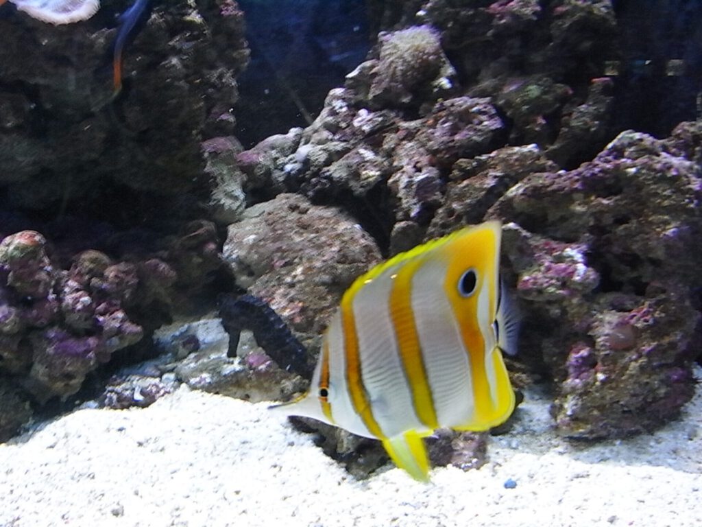 Fische im Aquarium Barcelona
