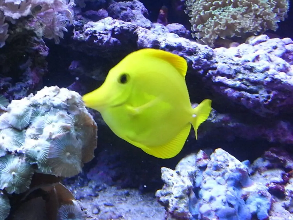 Fische im Aquarium Barcelona