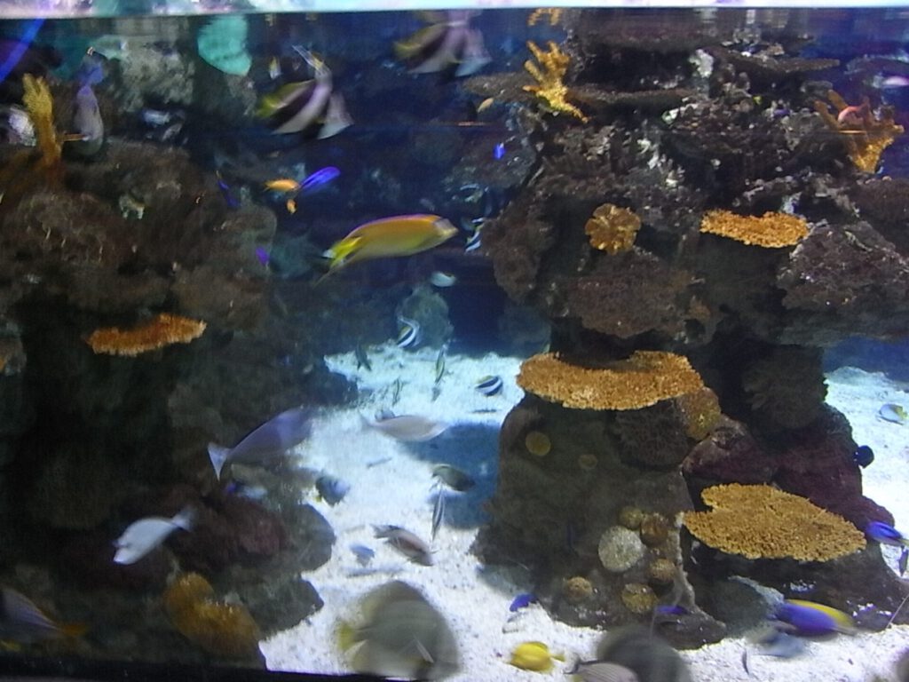 Fische im Aquarium Barcelona