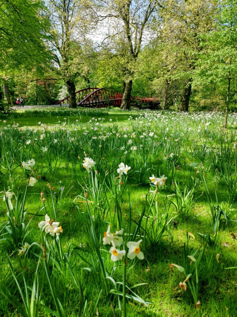 Rote Fußgängerbrücke und Blumenwiese in Brügge