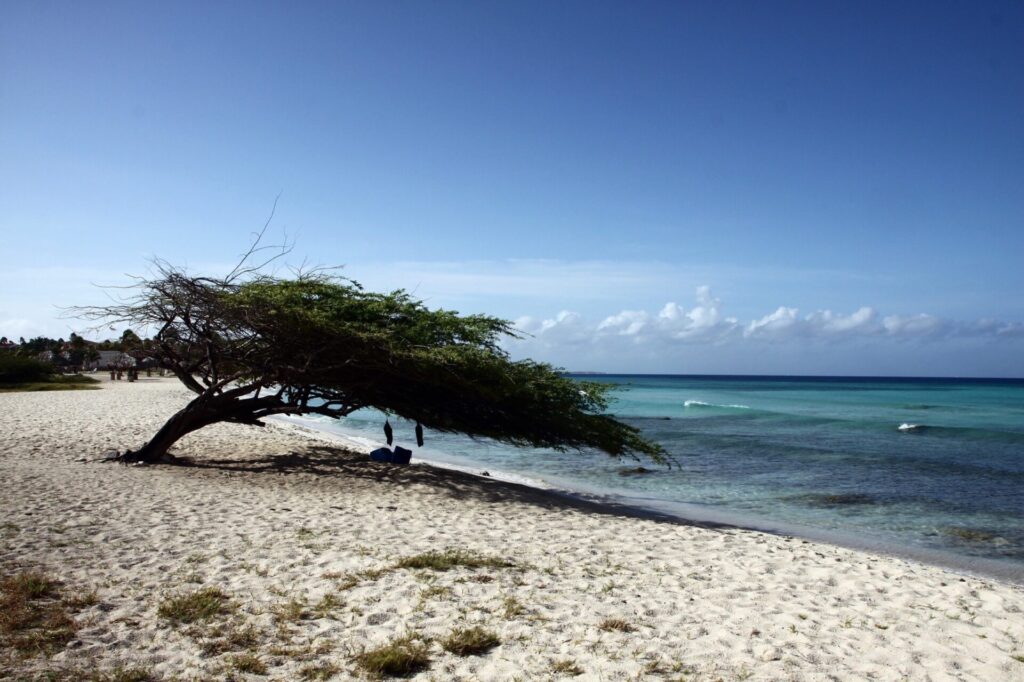 Weißer Strand mit Divi-Divi-Baum auf Aruba 