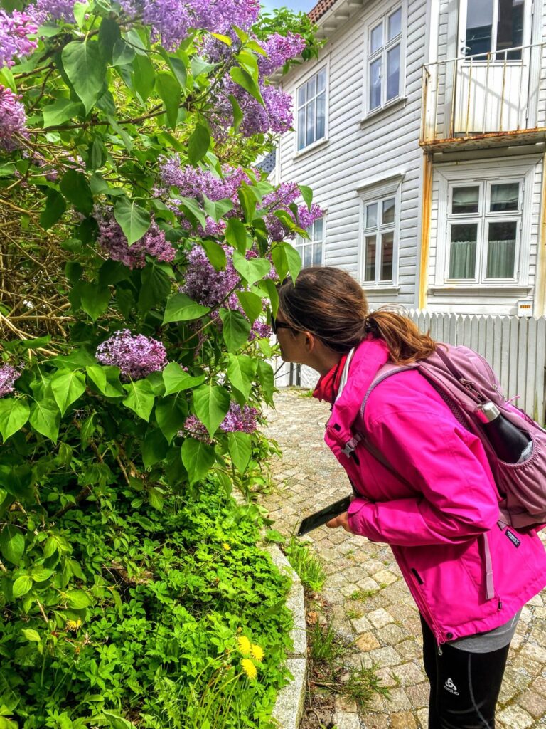 Frau am Flieder-Baum in Bergen