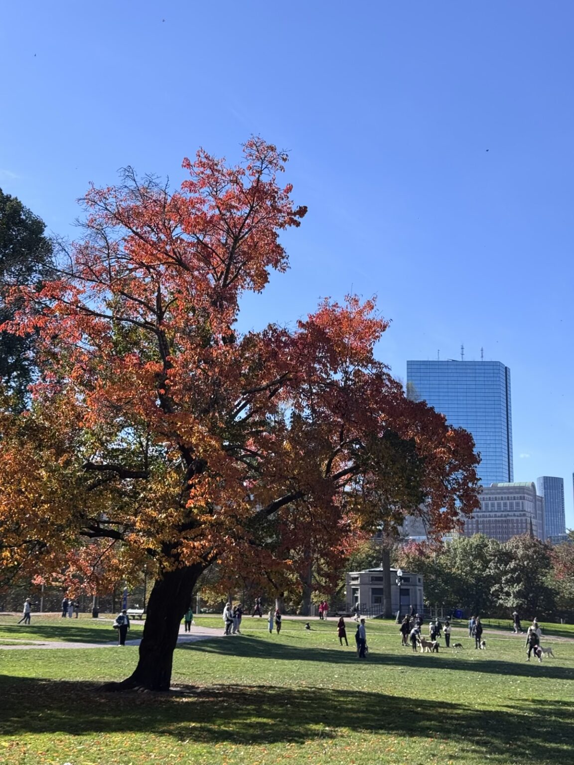 Boston Public Garden