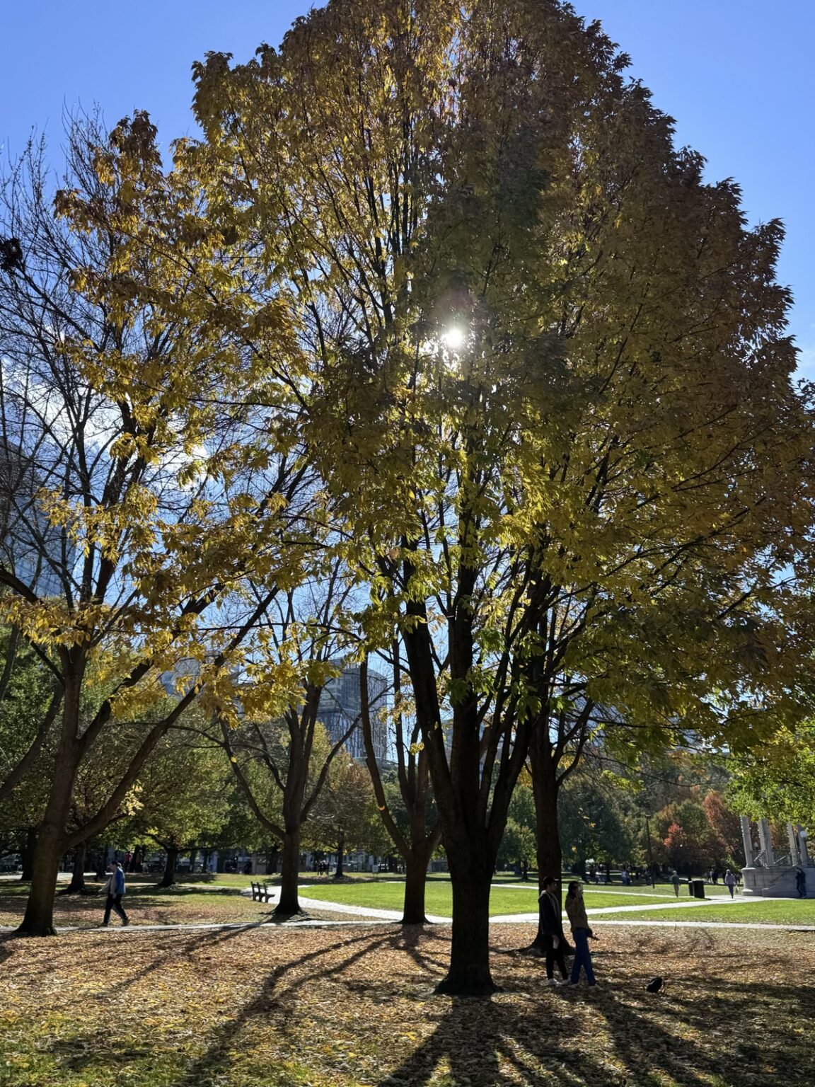 Baum-Allee im Boston Common