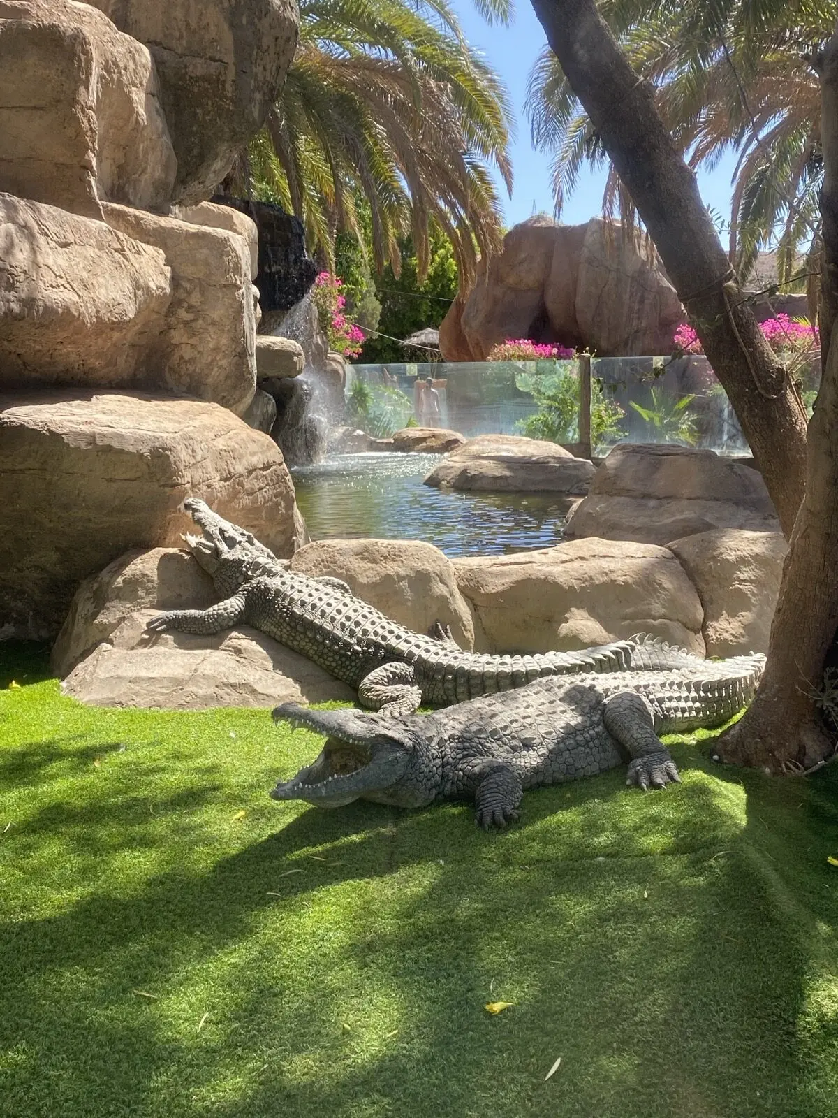 Cocodrilo Park Gran Canaria