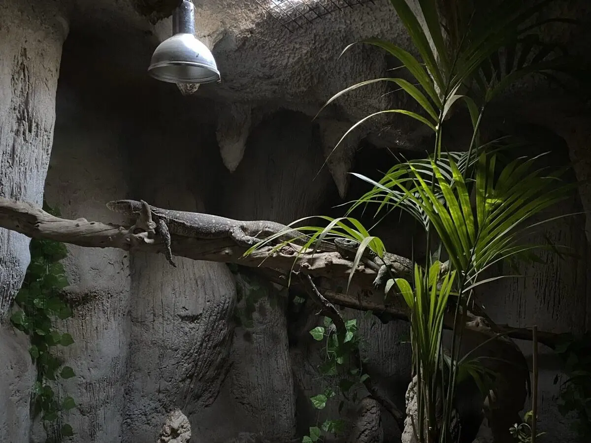 Cocodrilo Park Gran Canaria
