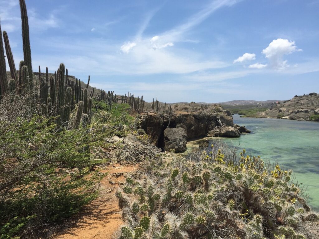 Kakteenlandschaft an Meeresbucht
