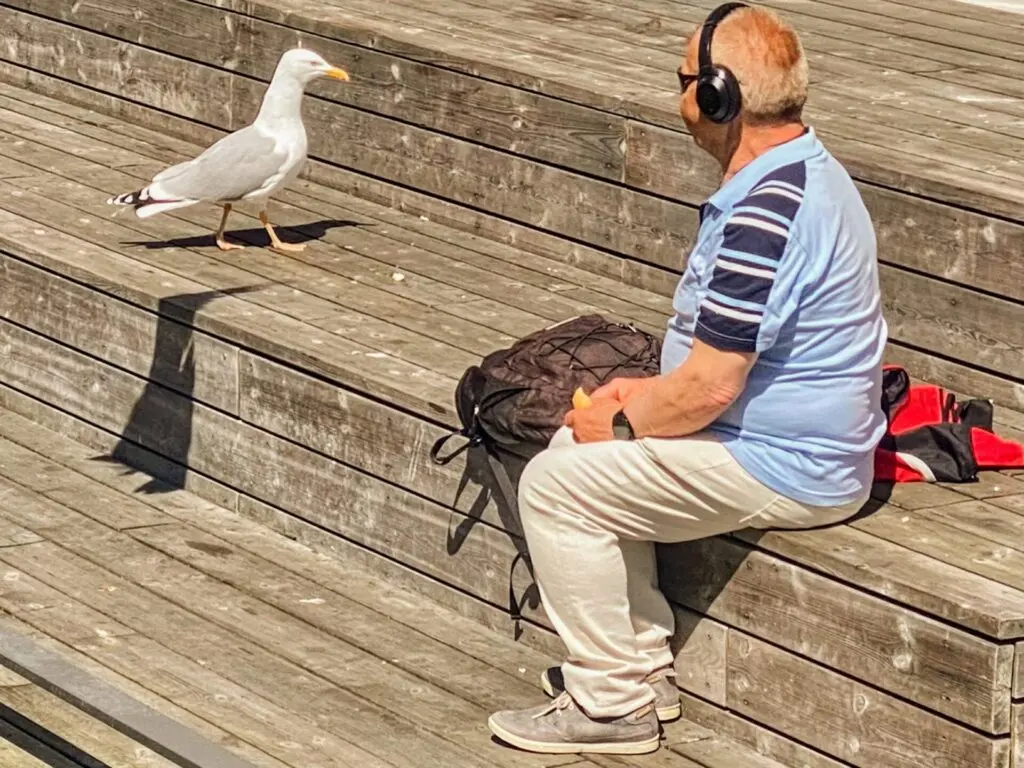 Mann und Möve in Kiel