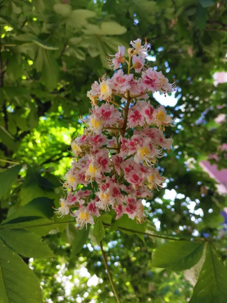 Große rosa und weiße Blüte