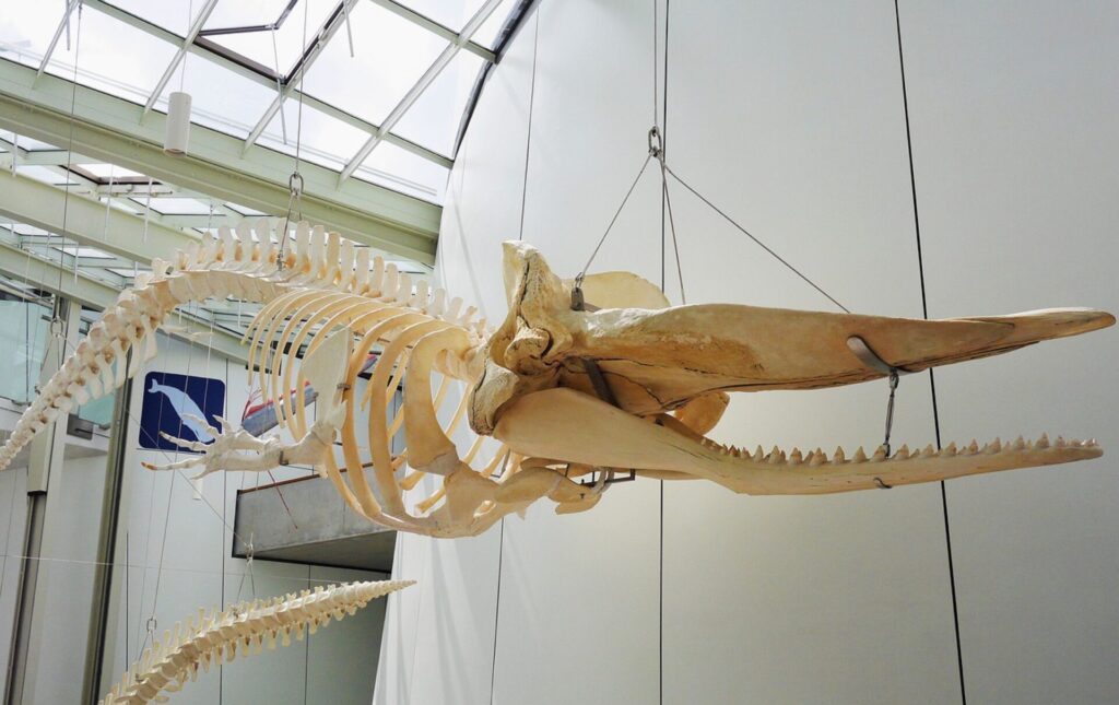 Skelett im Zoologisches Museum Kiel