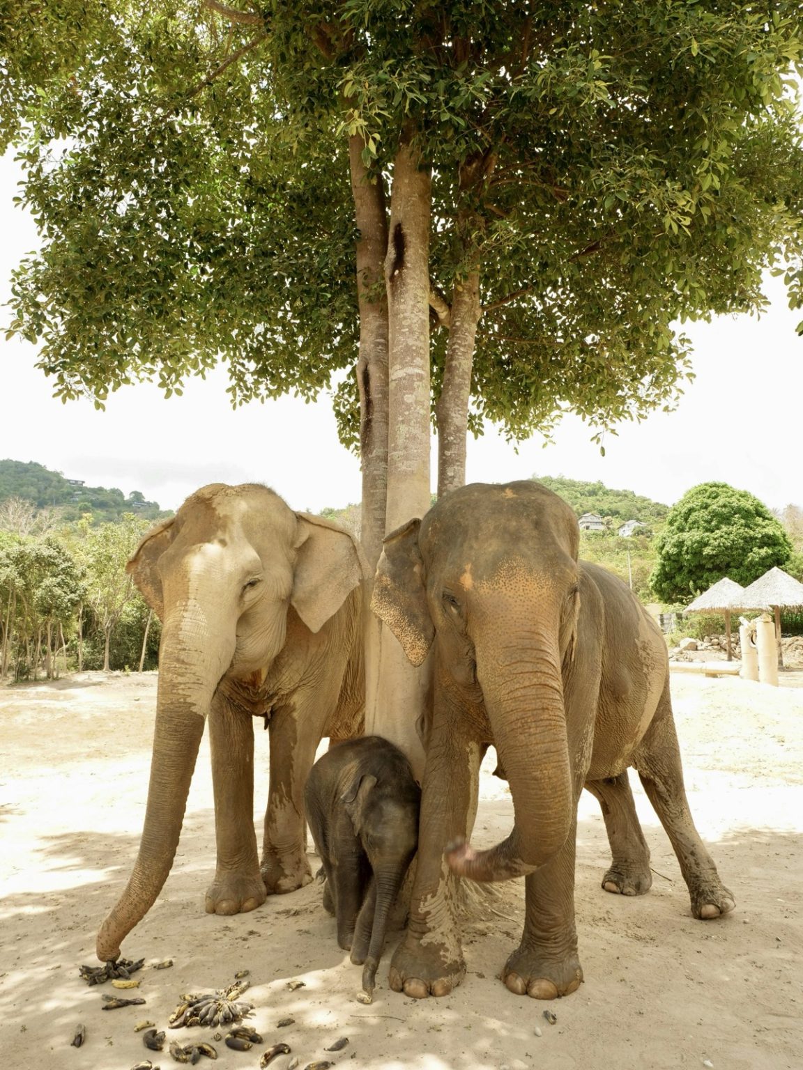 Samui Elephant Sanctuary, Koh Samui