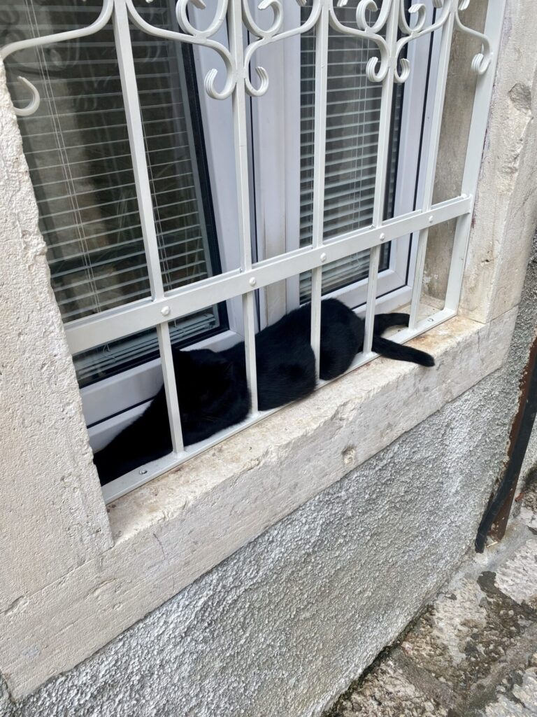 Katze liegt auf Fensterbank mit Gitter in Dubrovnik