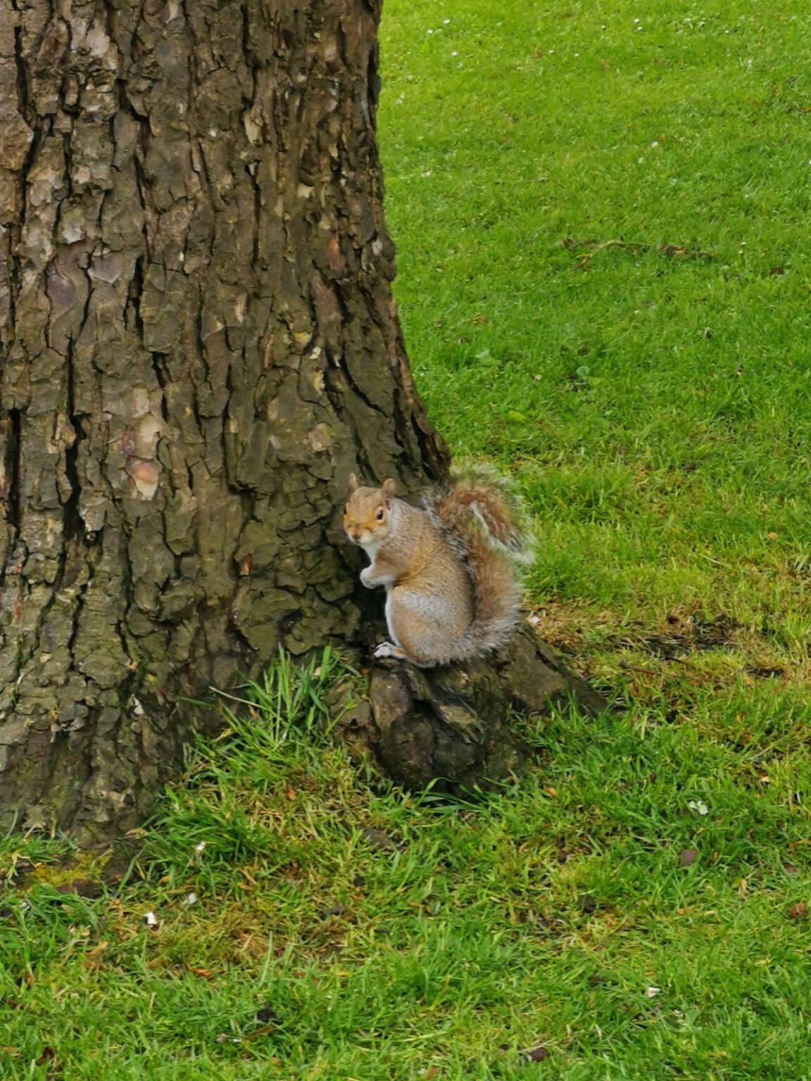 Eichhörnchen im  East Park in Southampton