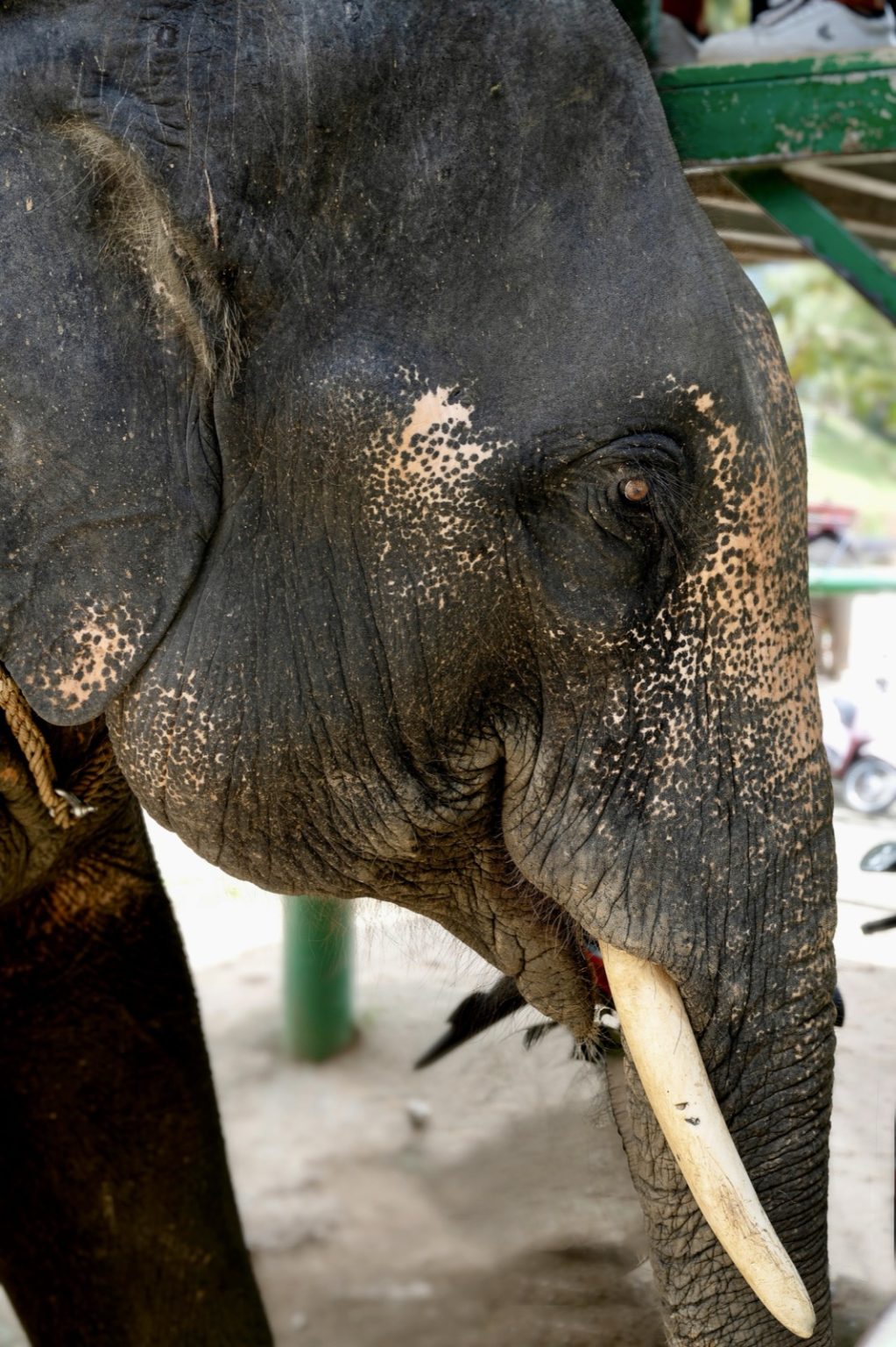 Samui Elephant Sanctuary, Koh Samui
