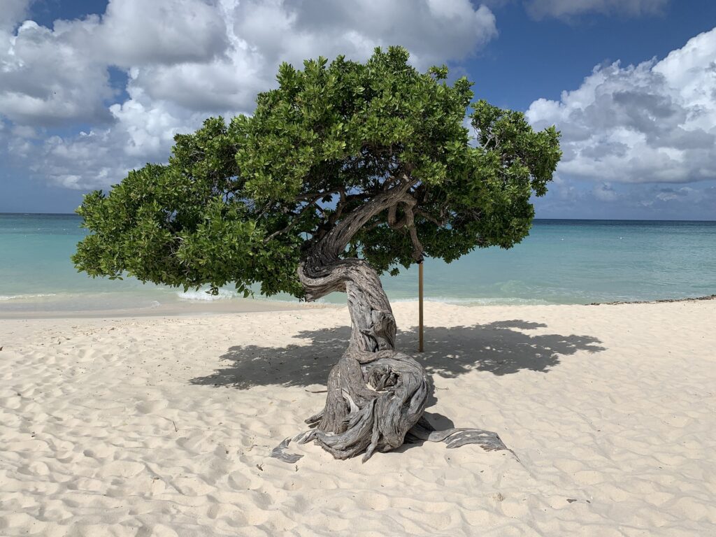 Divi-Divi-Baum am Strand auf Aruba