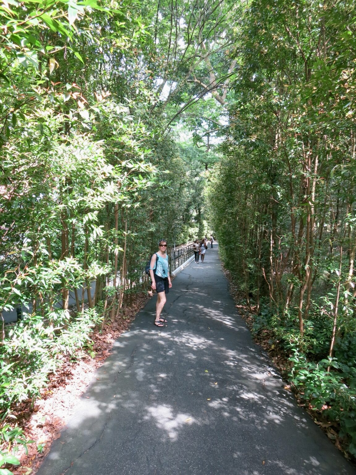 Botanischer Garten Singapur