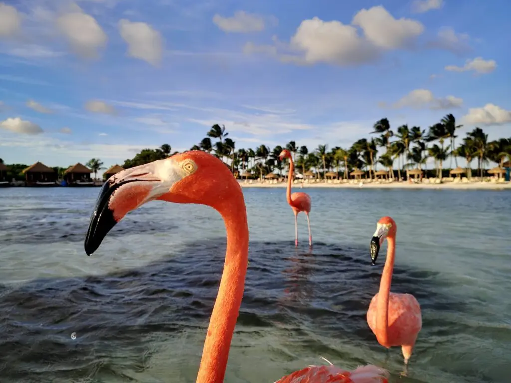Karibik Aruba Oranjestad Zentrum Renaissance Beach