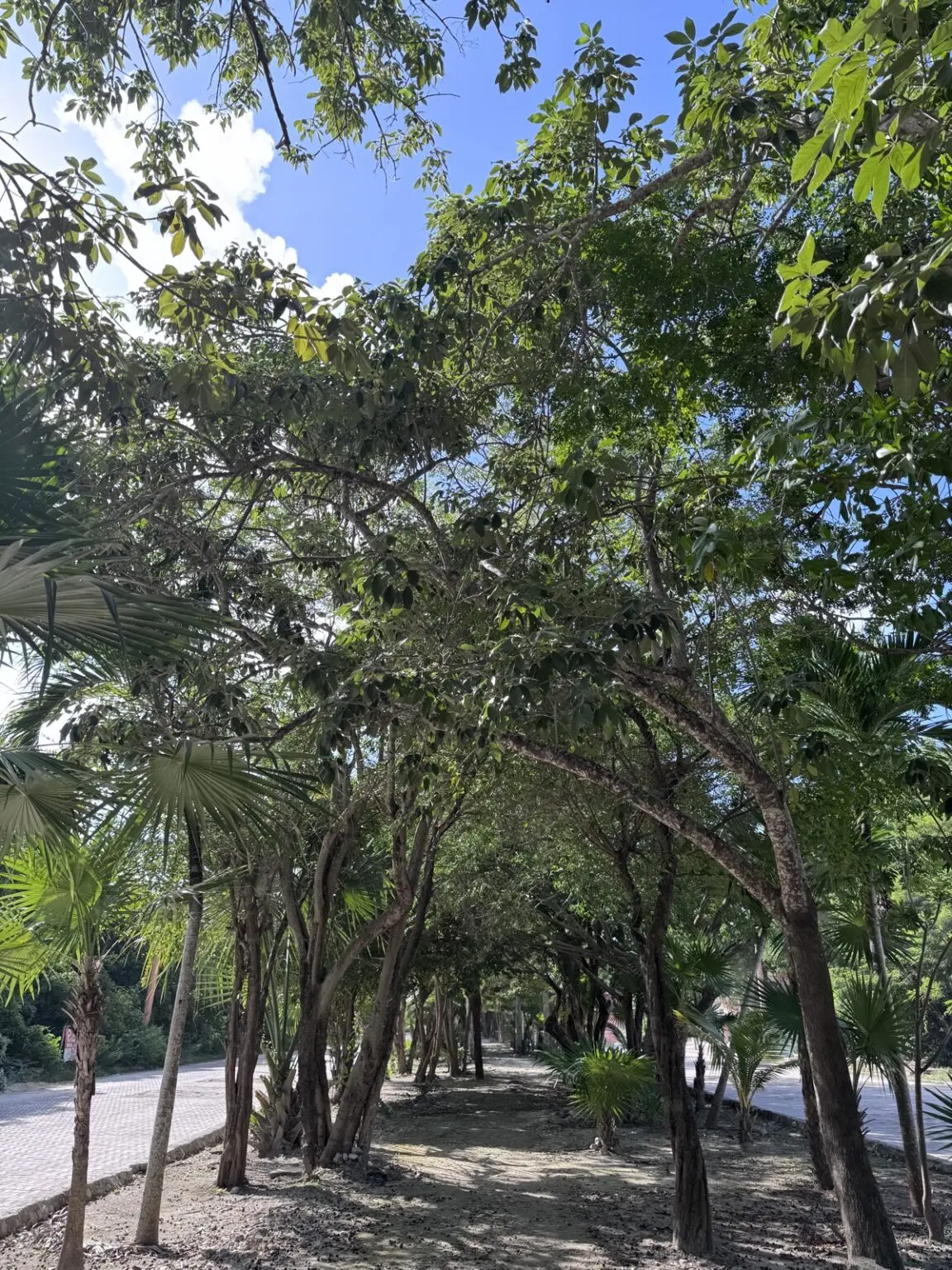 Fußweg nach Mahahual  Costa Maya