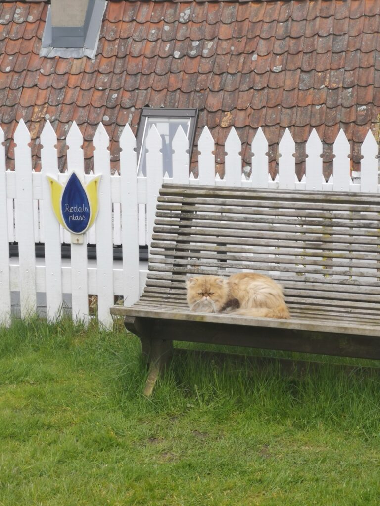 Katze auf einer Bank in Gamle Stavanger