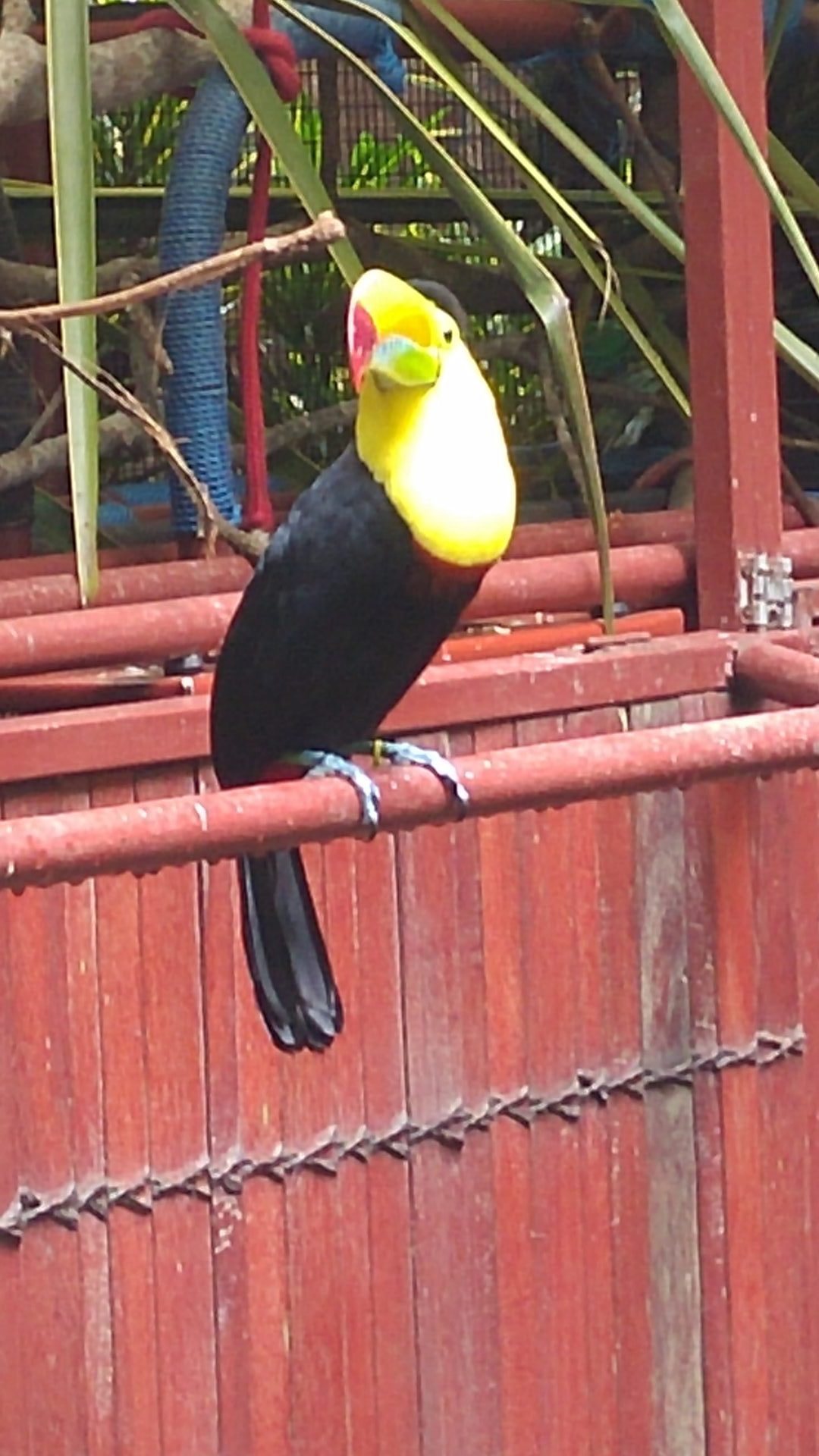 Tukan 