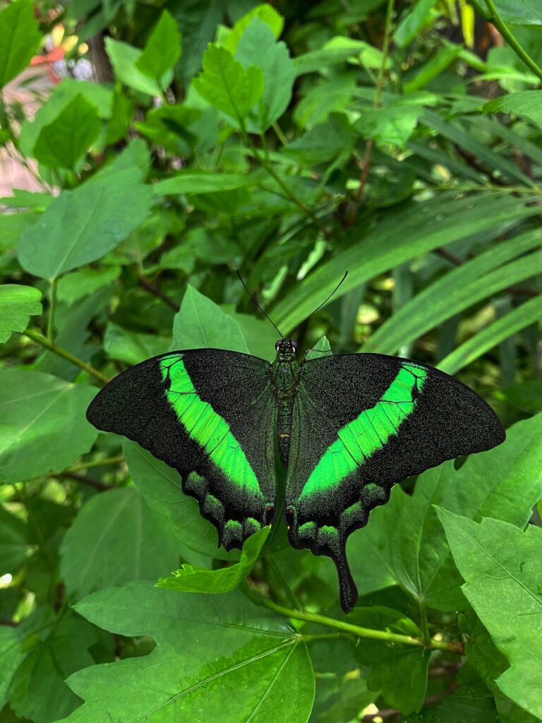 Schwarz grüner Schmetterling auf einem Blatt in Aruba