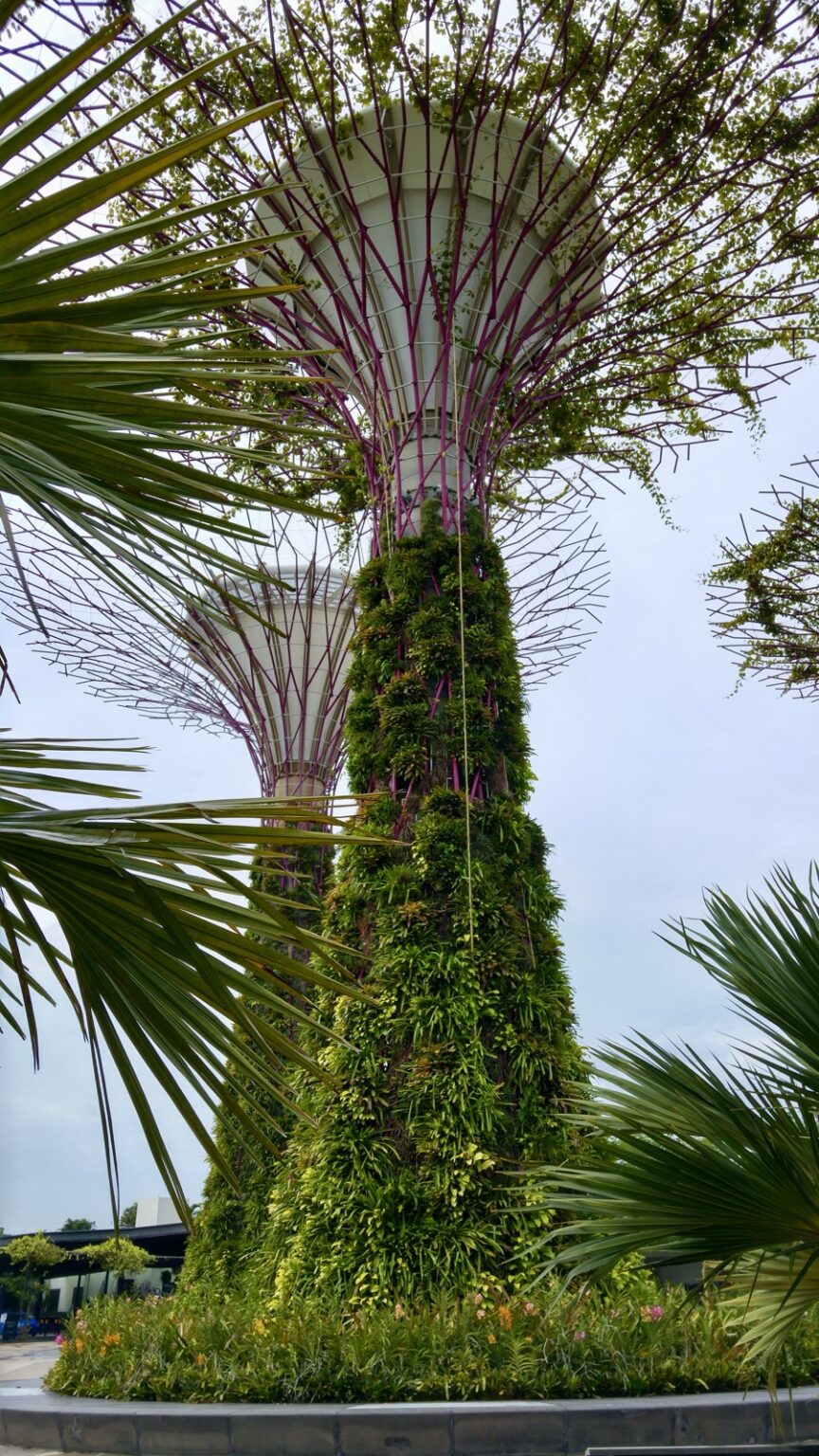 Supertrees Gardens by the Bay 