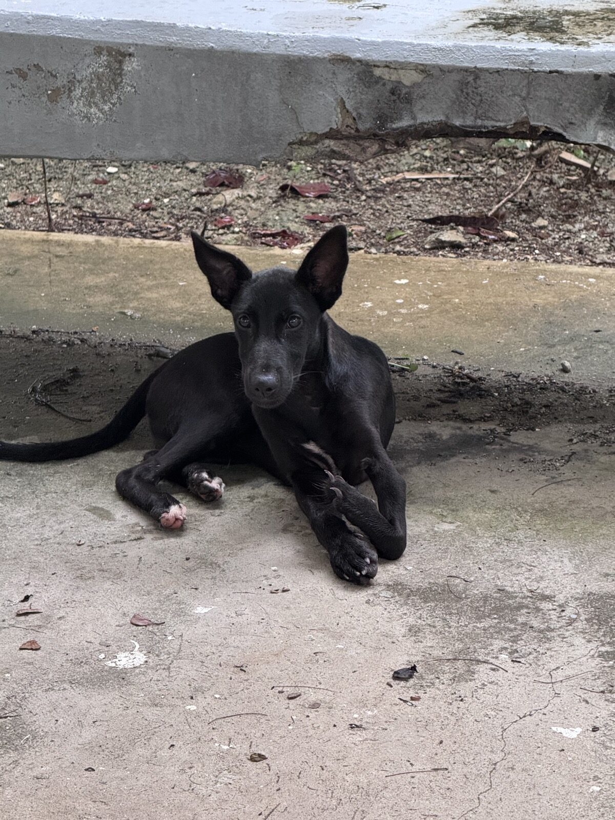 Hund auf der Insel Cayo Vigia