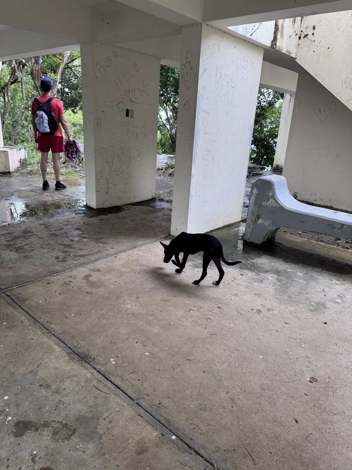 Hunde auf der Los Puentes de Samaná