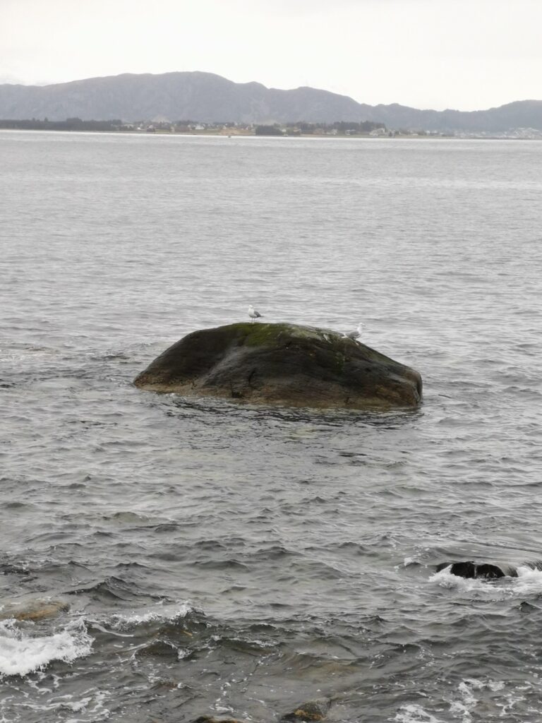 Möwe auf Stein in Alnes Norwegen