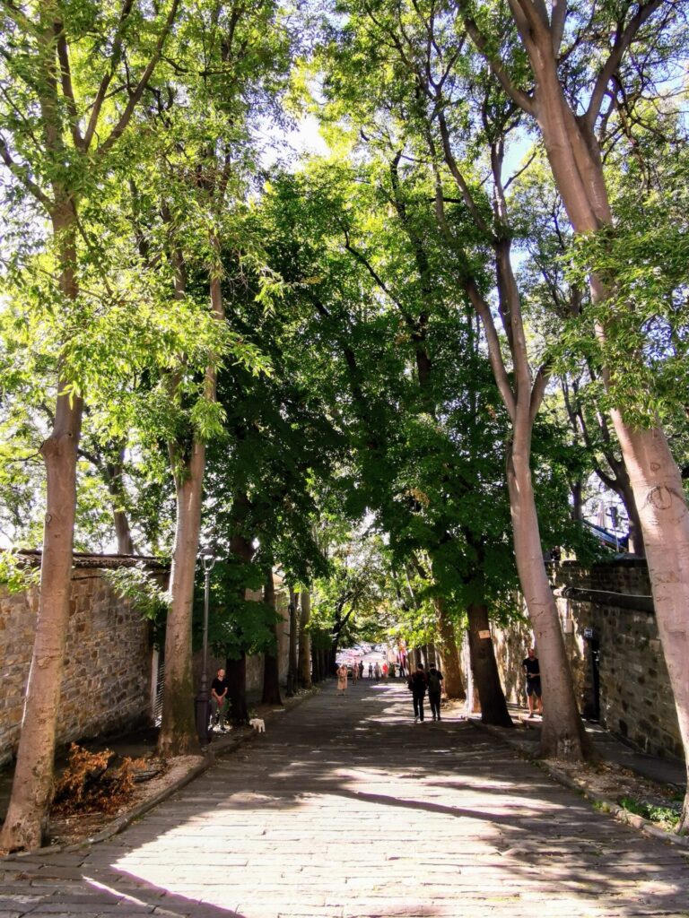 Baum-Allee vor der Kathedrale von Triest 