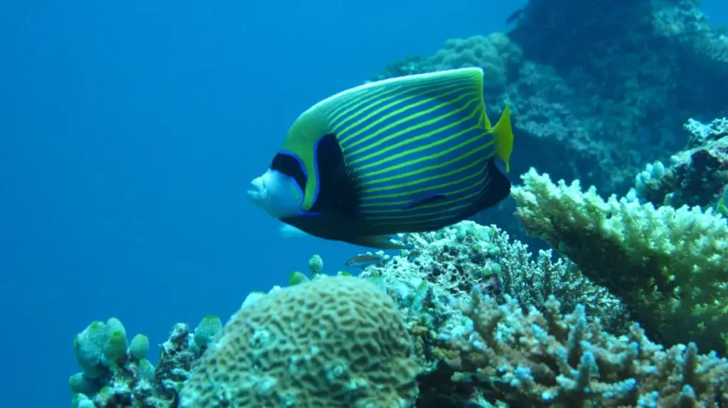 Bunter Fisch vor Korallen-Riff