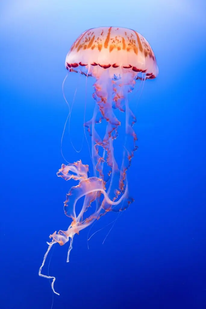 Qualle im Meer