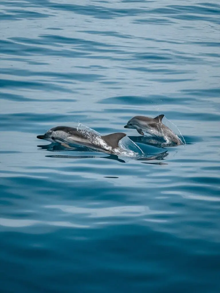 Delfine im Meer in Gran Canaria 