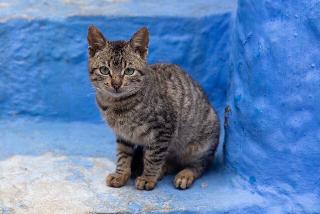 Katze auf blauem Stein
