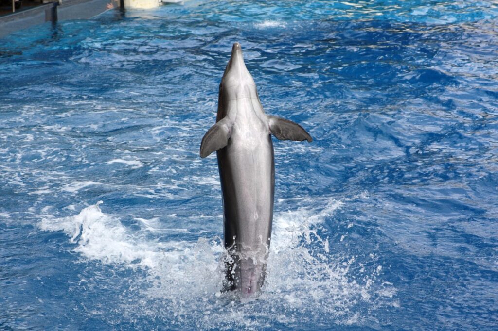 Kanaren Mittelmeer Marokko Agadir Delfin Park