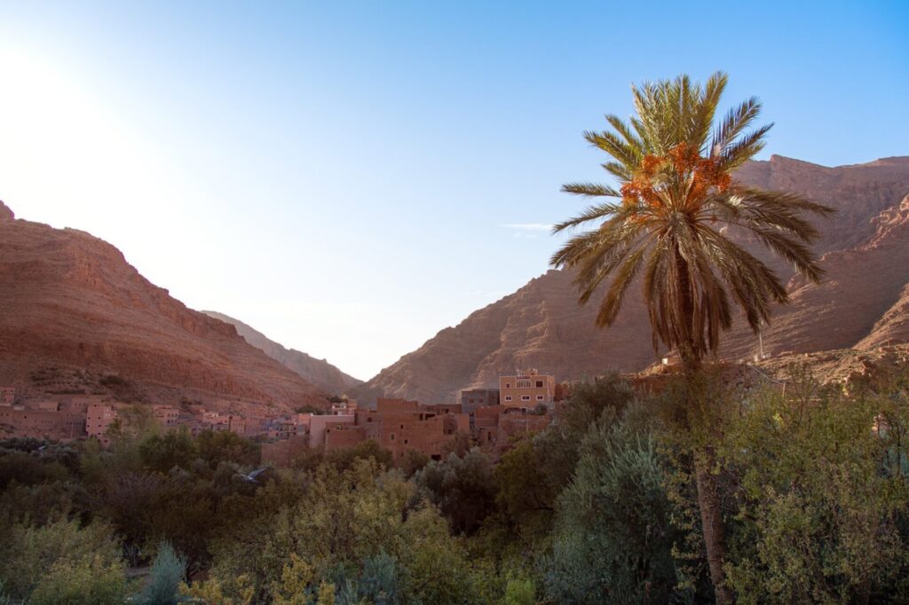 Wuestenlandschaft mit Palme