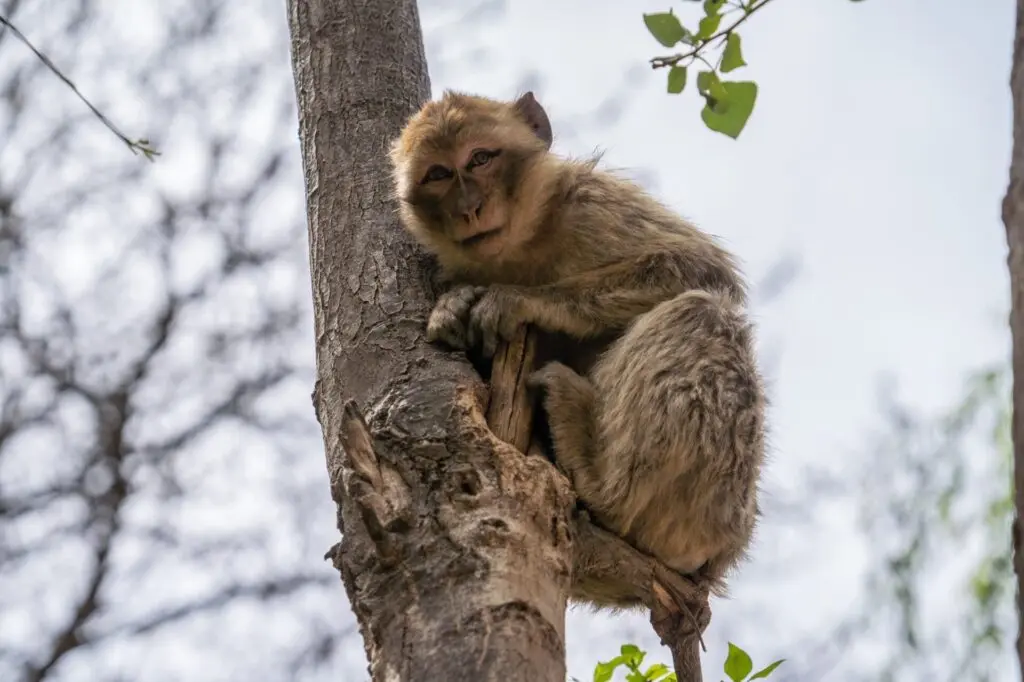 Affe am Baum