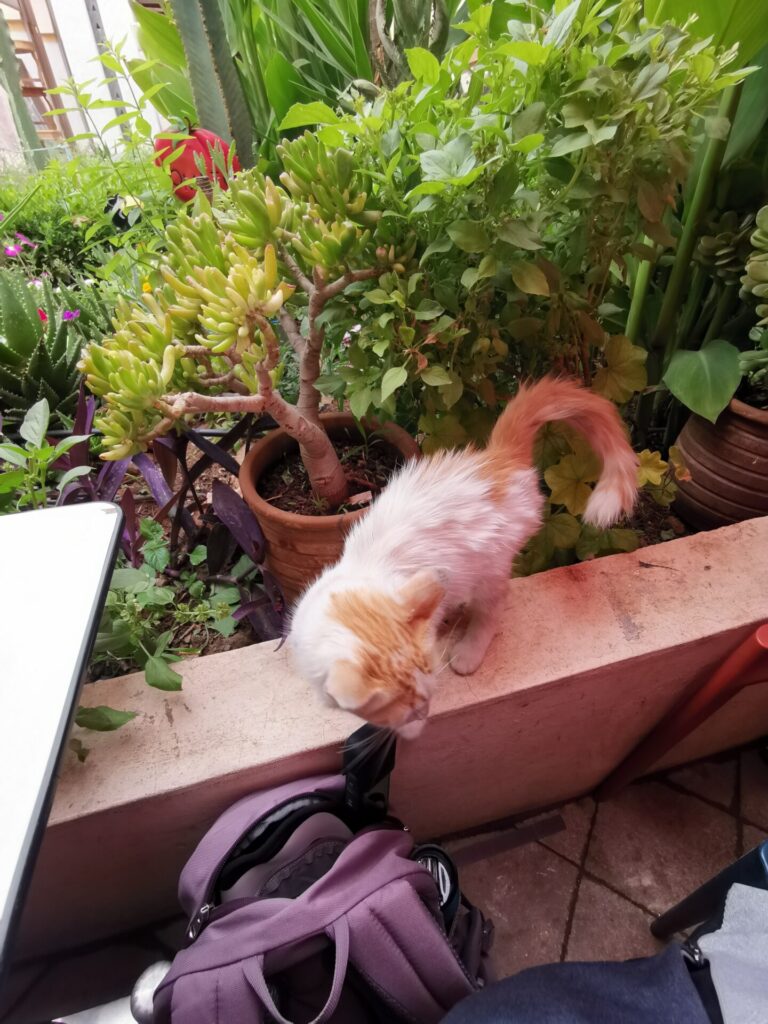 Katze im Souk El Had