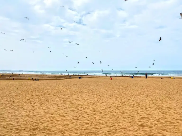 Stadt-Strand mit vielen Vögeln in Agadir