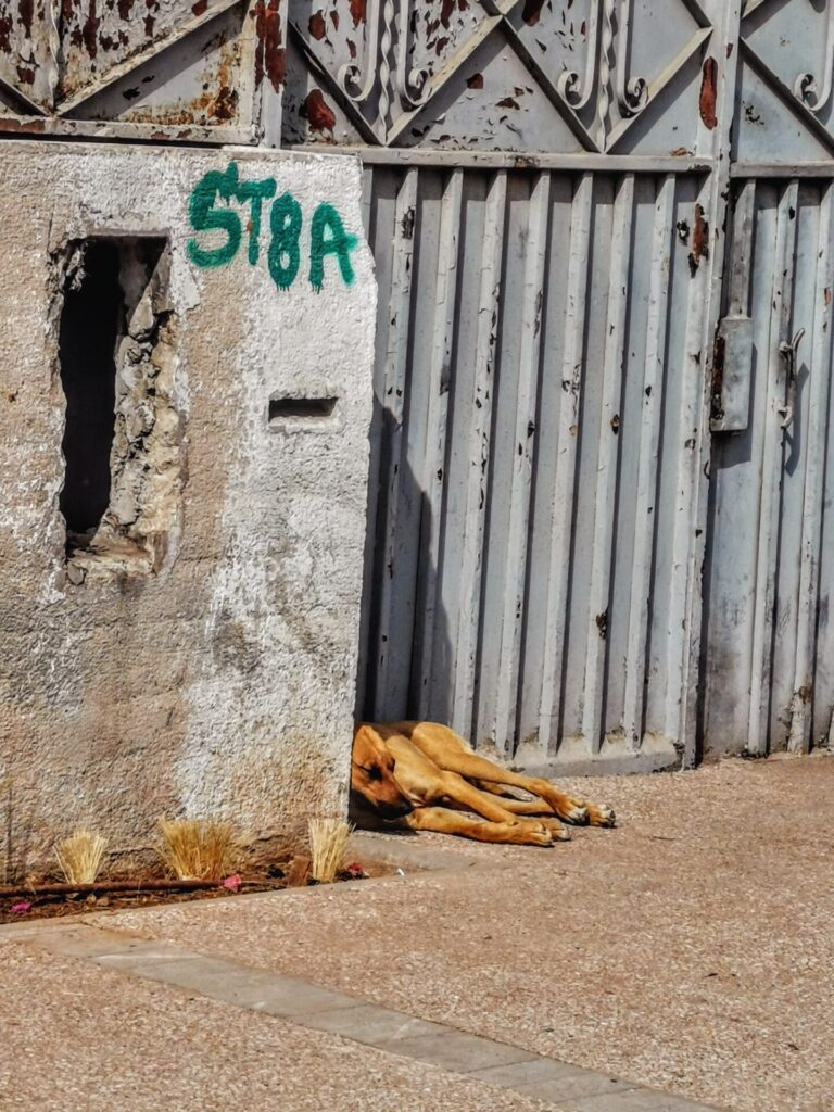 Hund schlaeft im Schatten