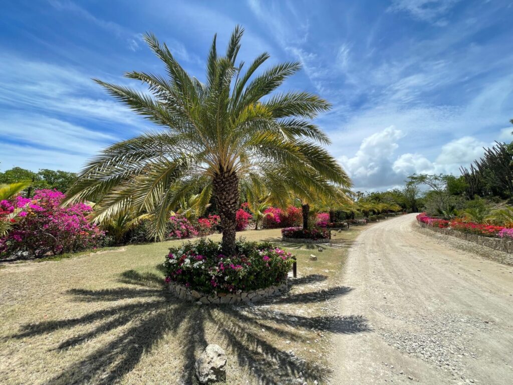Weg mit Palmen in  Englisch Harbour Saint Johns auf Antigua