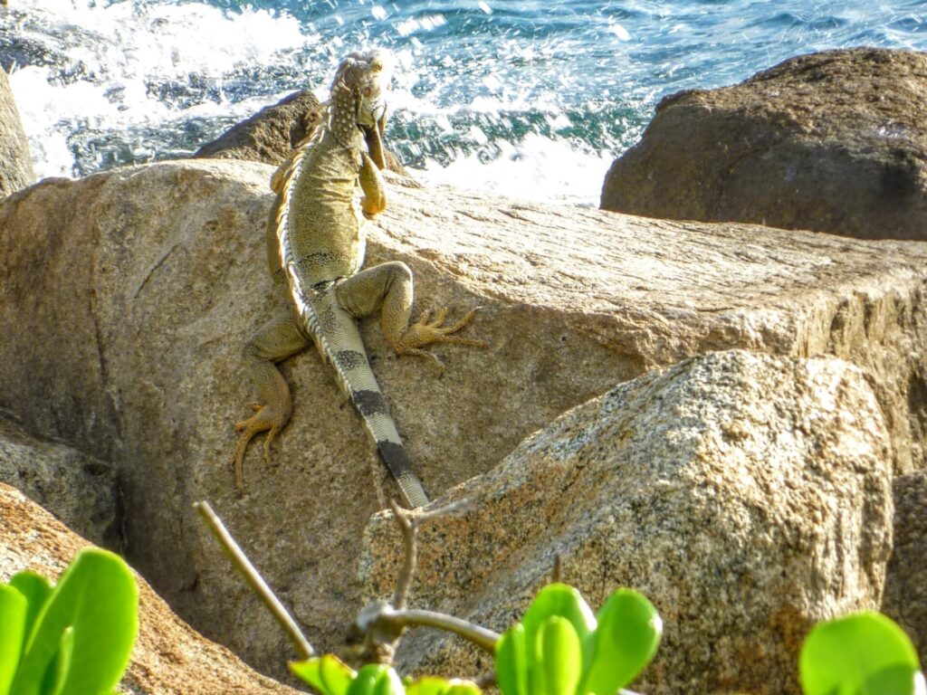 Leguan auf einem Stein am Meer auf Aruba