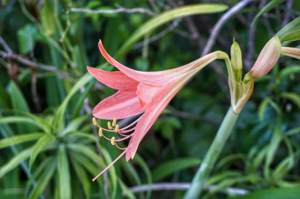 Rosa Blüte im Andromeda Botanischer Garten auf Barbados 