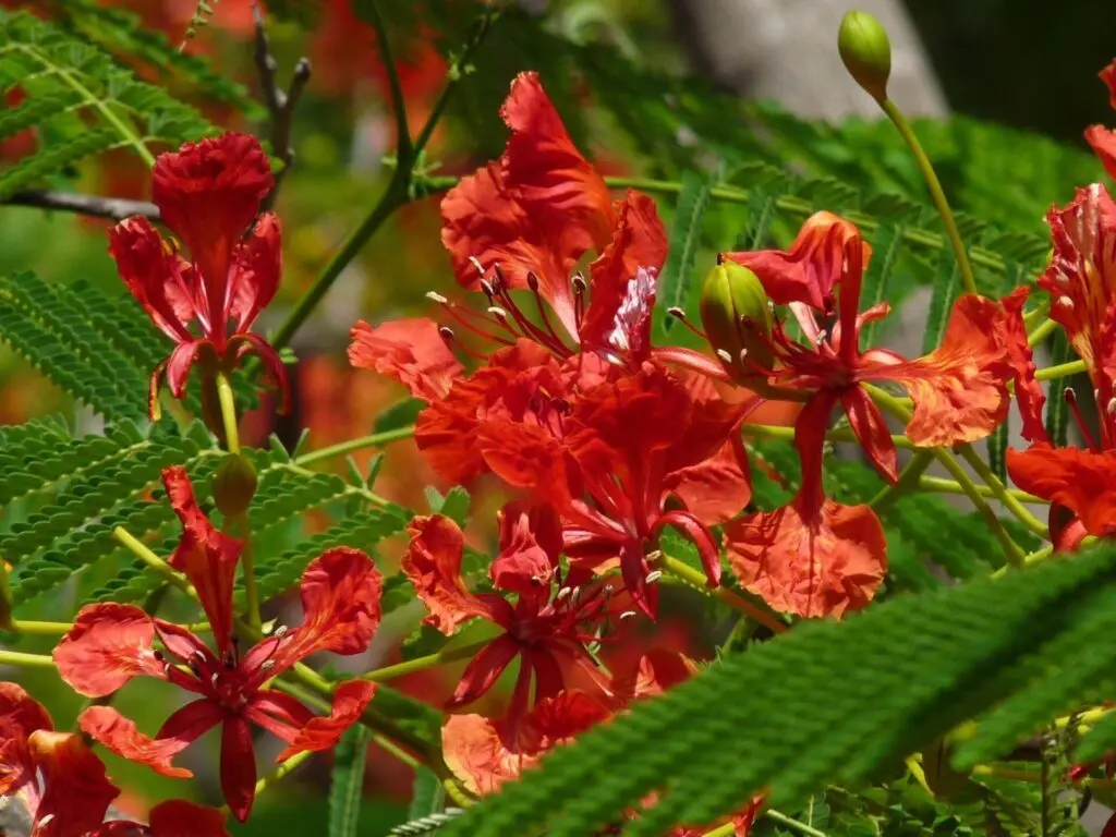 Rote Blüten im Andromeda Botanischer Garten auf Barbados 